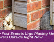 why pest experts urge placing metal scourers outside right now xZNq