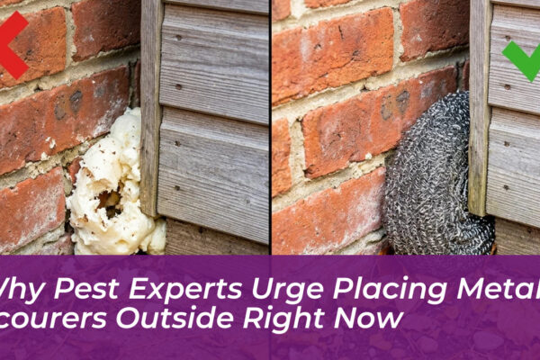 why pest experts urge placing metal scourers outside right now xZNq