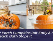 why porch pumpkins rot early how a bleach bath stops it wcUa