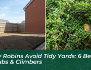 why robins avoid tidy yards 6 best shrubs climbers RQGg