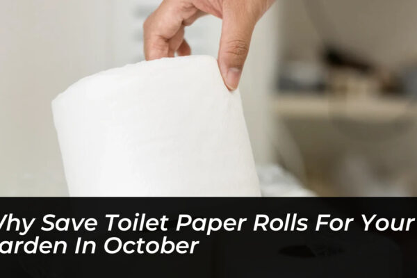 why save toilet paper rolls for your garden in october YYzb