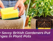 why savvy british gardeners put sponges in plant pots wH18