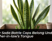 why soda bottle caps belong under mother in laws tongue WejK