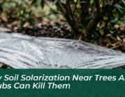 why soil solarization near trees and shrubs can kill them X9ss