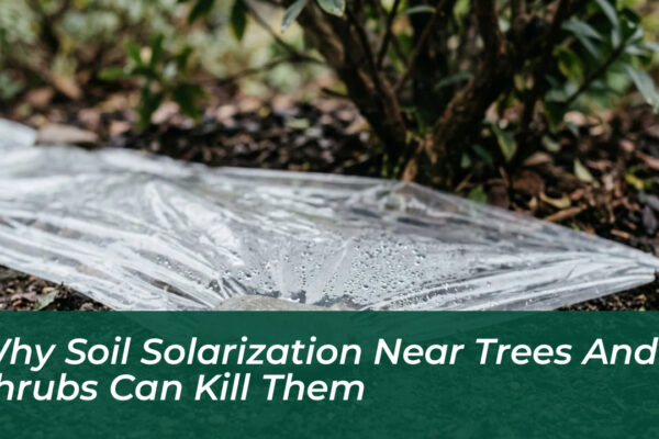 why soil solarization near trees and shrubs can kill them X9ss