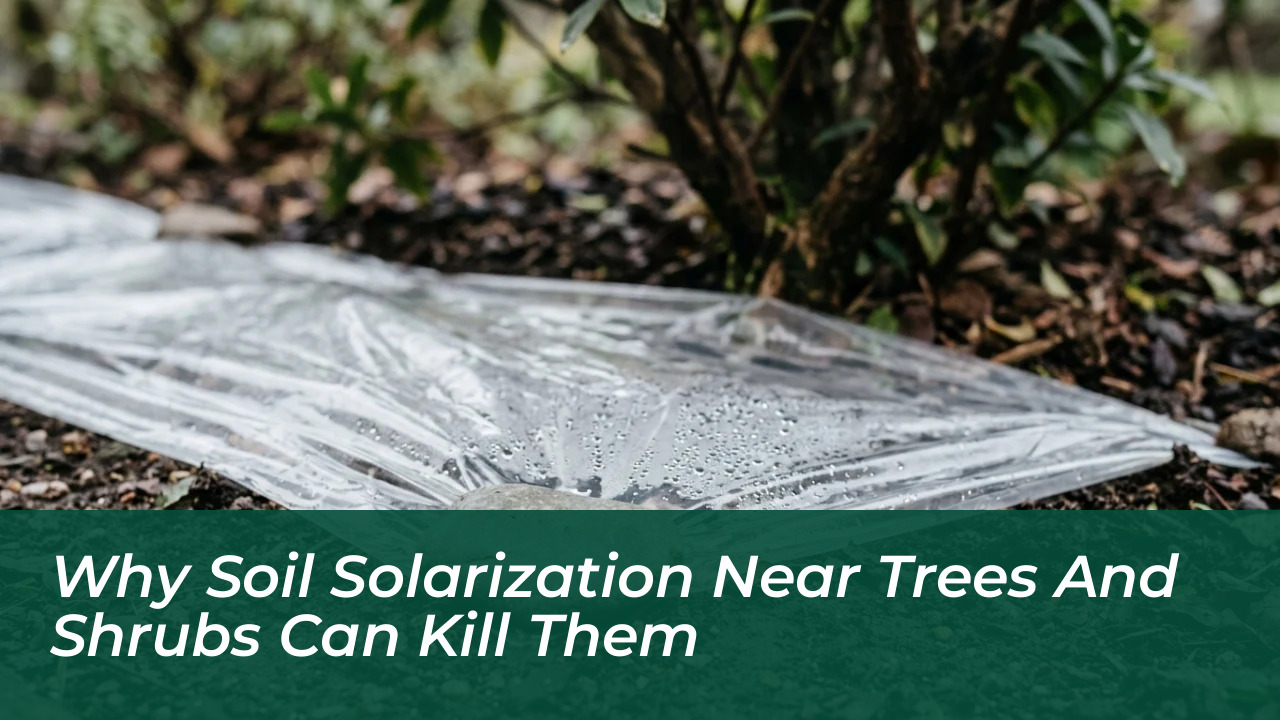 why soil solarization near trees and shrubs can kill them X9ss