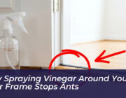 why spraying vinegar around your door frame stops ants 6pzu