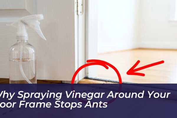 why spraying vinegar around your door frame stops ants 6pzu