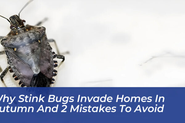 why stink bugs invade homes in autumn and 2 mistakes to avoid P7rW