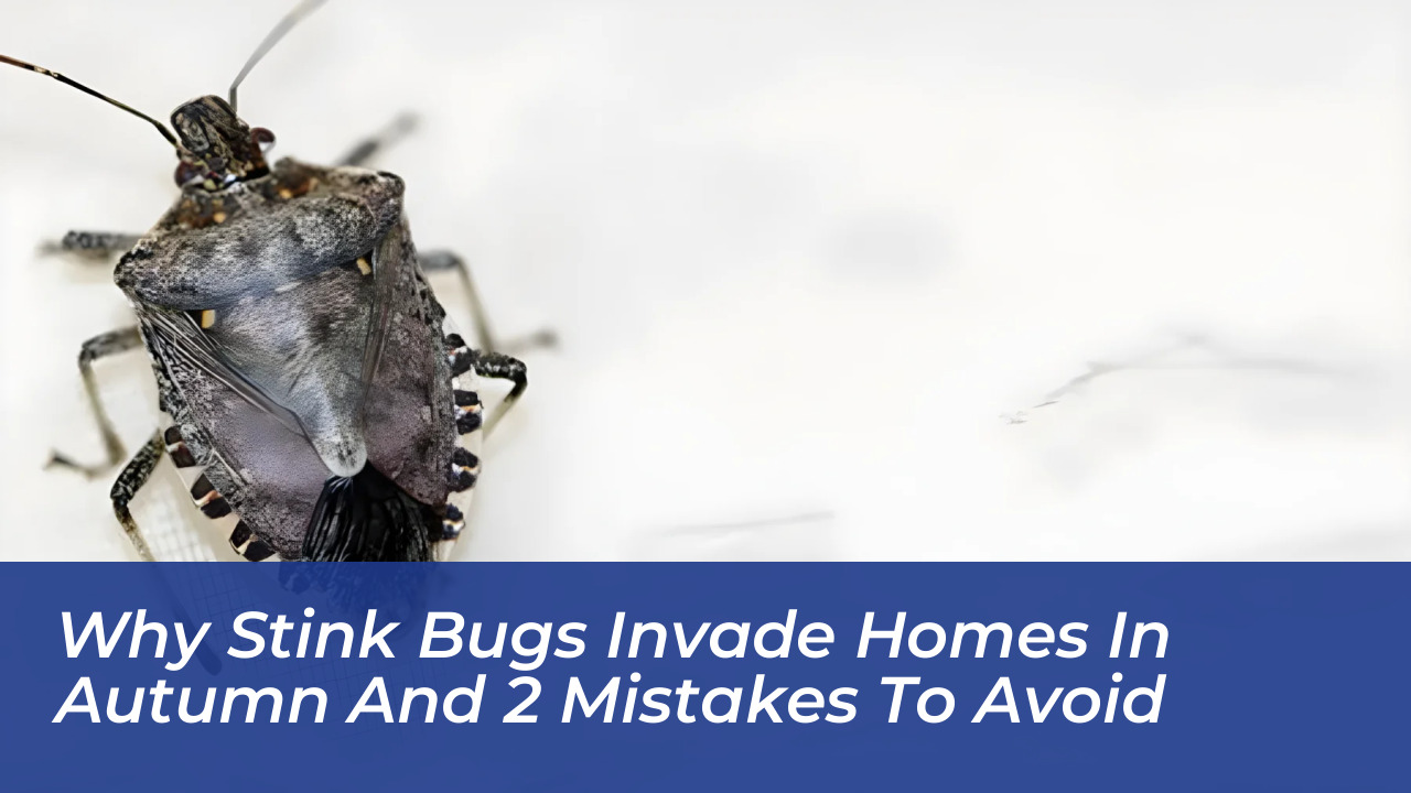 why stink bugs invade homes in autumn and 2 mistakes to avoid P7rW