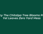 why the chitalpa tree blooms pink yet leaves zero yard mess u1yE
