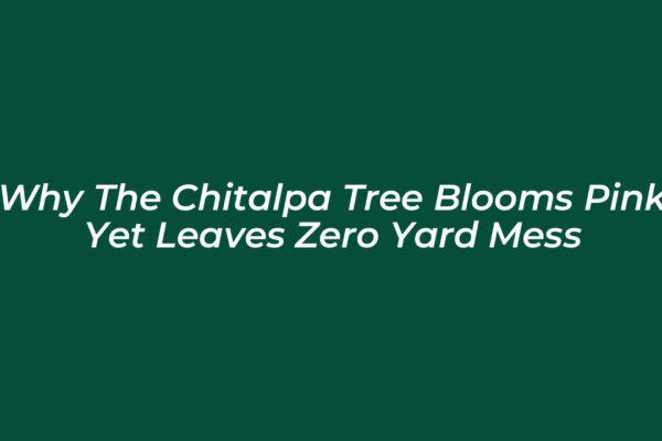 why the chitalpa tree blooms pink yet leaves zero yard mess u1yE