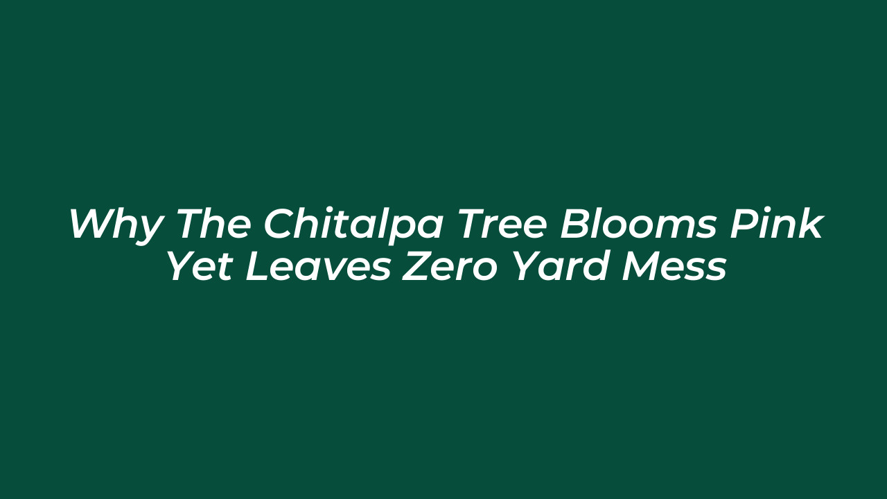 why the chitalpa tree blooms pink yet leaves zero yard mess u1yE
