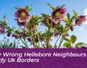 why wrong hellebore neighbours ruin shady uk borders PoUx