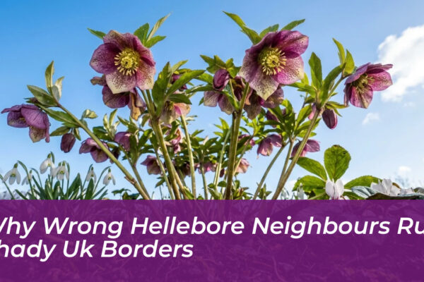 why wrong hellebore neighbours ruin shady uk borders PoUx