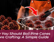 why you should boil pine cones before crafting a simple guide MICW