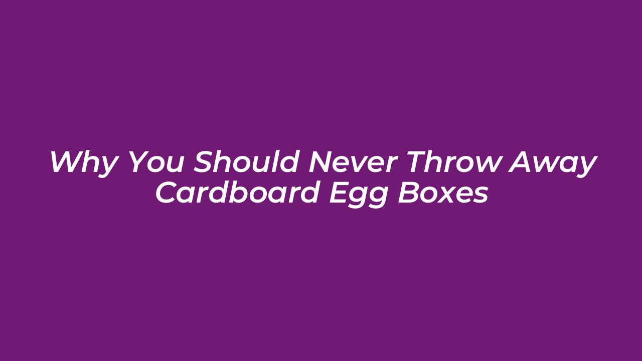 why you should never throw away cardboard egg boxes