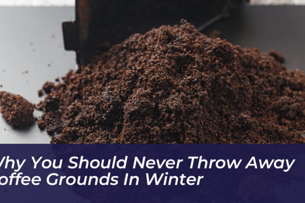 why you should never throw away coffee grounds in winter vB1C
