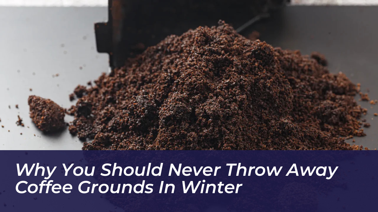 why you should never throw away coffee grounds in winter vB1C
