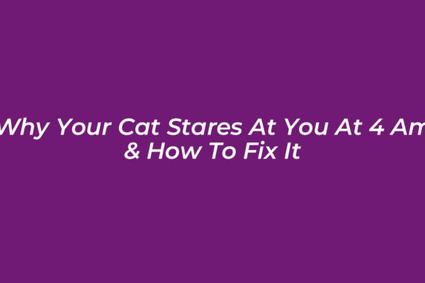 why your cat stares at you at 4 am how to fix it nzKb