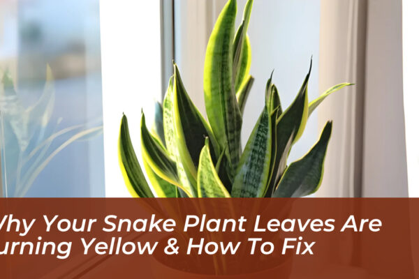 why your snake plant leaves are turning yellow how to fix uSXI