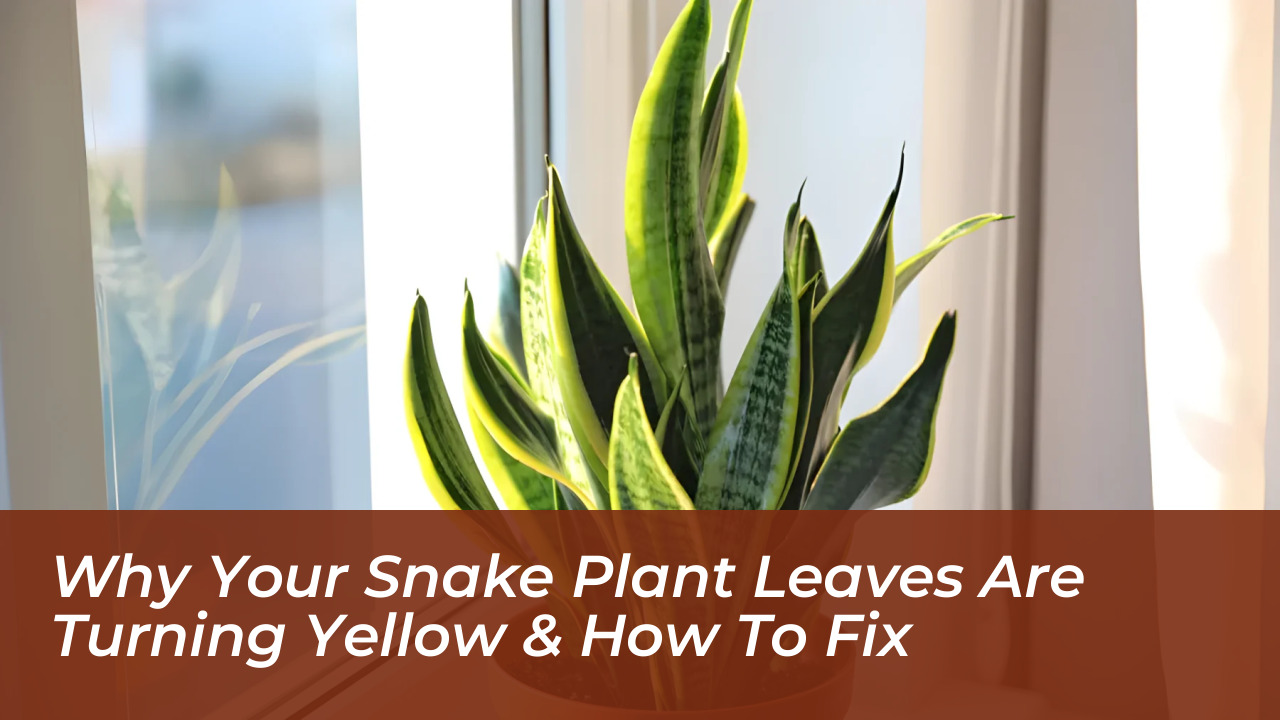 why your snake plant leaves are turning yellow how to fix uSXI