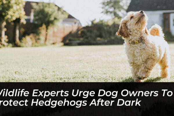 wildlife experts urge dog owners to protect hedgehogs after dark gOVW