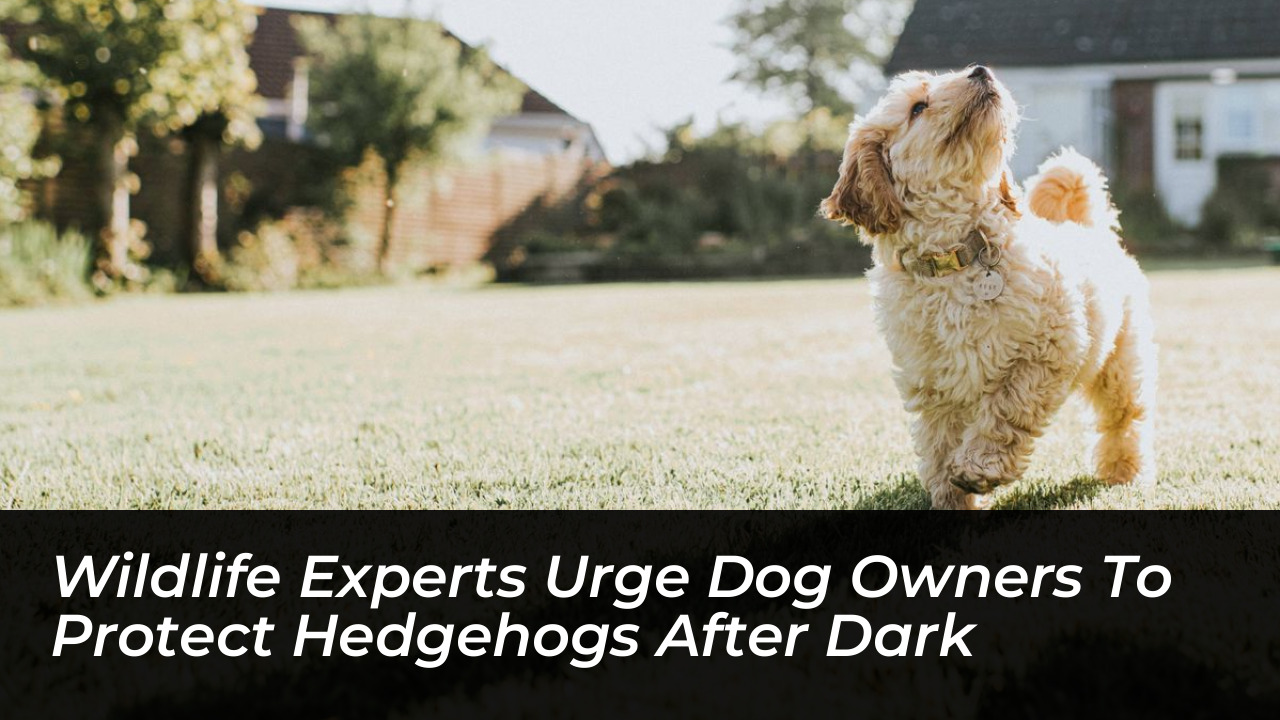 wildlife experts urge dog owners to protect hedgehogs after dark gOVW