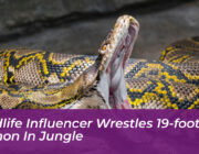 wildlife influencer wrestles 19 foot python in jungle 65Ek