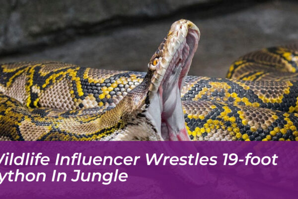 wildlife influencer wrestles 19 foot python in jungle 65Ek