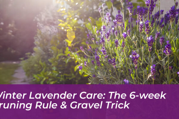 winter lavender care the 6 week pruning rule gravel trick zTcB