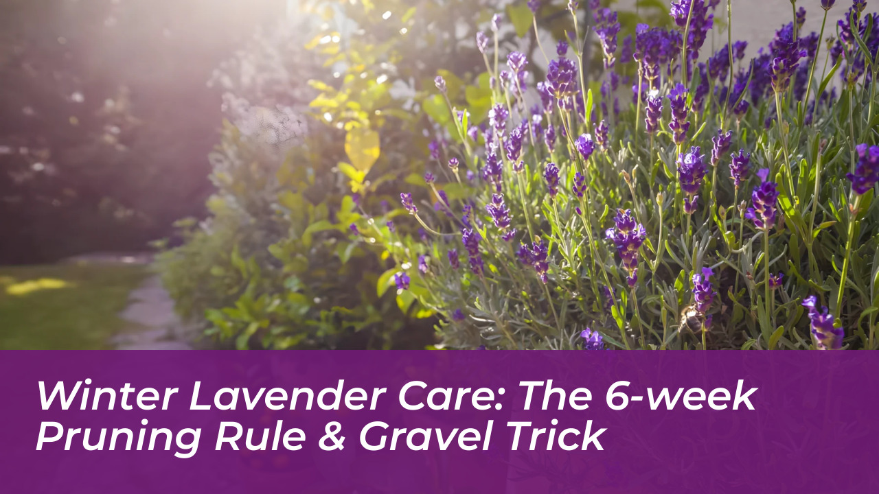 winter lavender care the 6 week pruning rule gravel trick zTcB