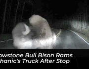 yellowstone bull bison rams mechanics truck after stop 1rmg