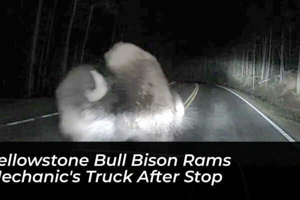yellowstone bull bison rams mechanics truck after stop 1rmg