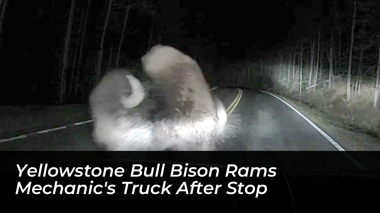 yellowstone bull bison rams mechanics truck after stop 1rmg