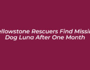 yellowstone rescuers find missing dog luna after one month oki1