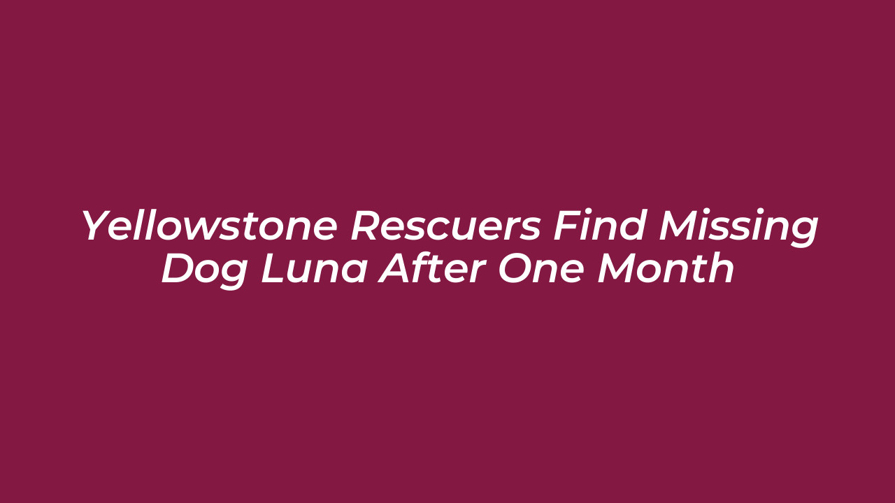 yellowstone rescuers find missing dog luna after one month oki1