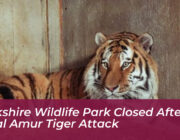 yorkshire wildlife park closed after fatal amur tiger attack amXD