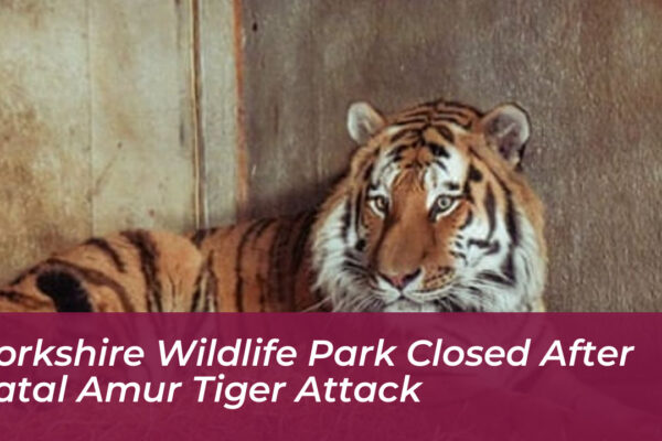 yorkshire wildlife park closed after fatal amur tiger attack amXD