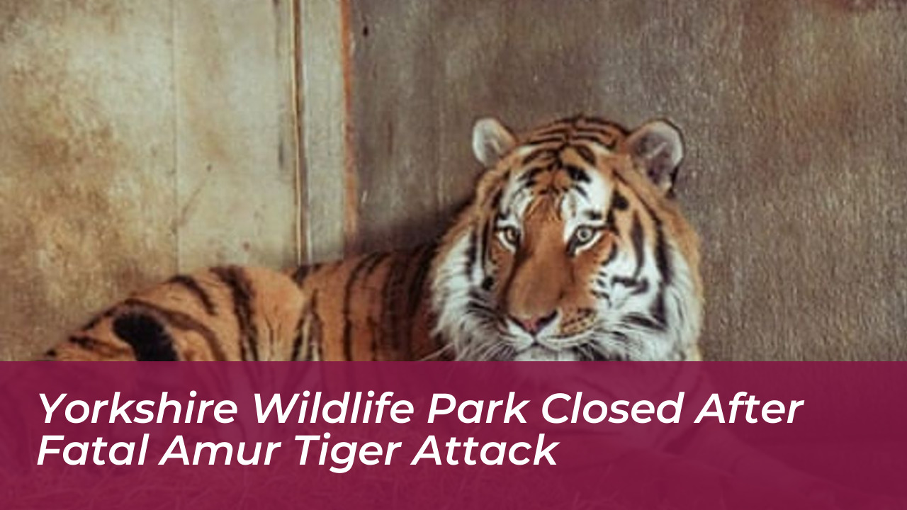 yorkshire wildlife park closed after fatal amur tiger attack amXD