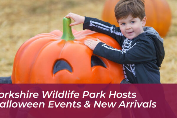 yorkshire wildlife park hosts halloween events new arrivals UhRX