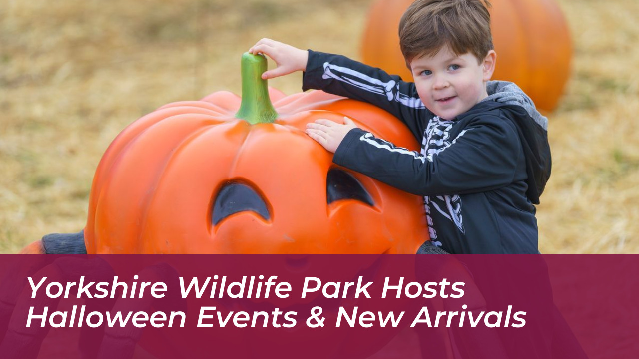 yorkshire wildlife park hosts halloween events new arrivals UhRX
