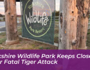 yorkshire wildlife park keeps closed after fatal tiger attack df36
