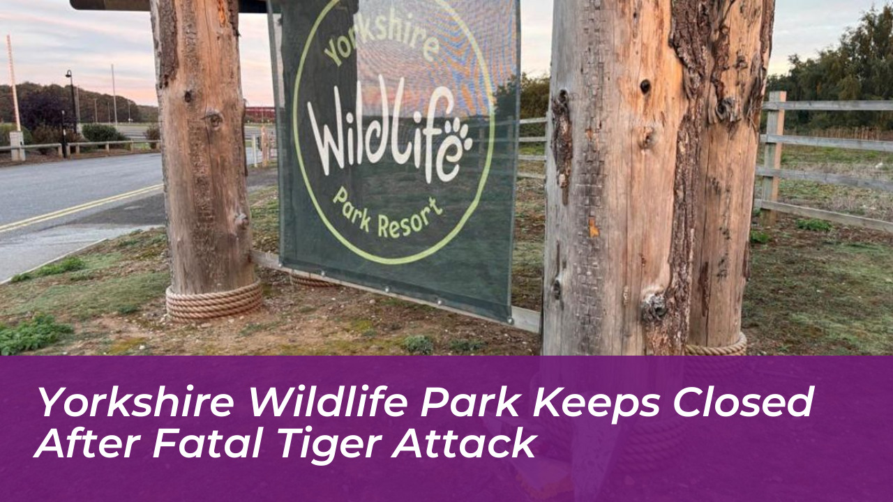 yorkshire wildlife park keeps closed after fatal tiger attack df36