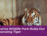 yorkshire wildlife park rules out euthanizing tiger QCiU