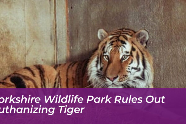 yorkshire wildlife park rules out euthanizing tiger QCiU