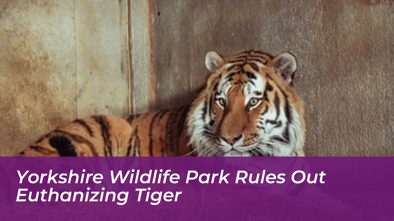 yorkshire wildlife park rules out euthanizing tiger QCiU